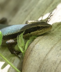 Eutropis lapulapu