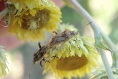 Stictopleurus scutellaris