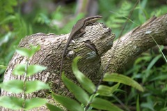 Eutropis lapulapu
