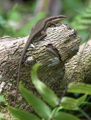 Eutropis lapulapu