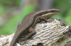 Eutropis lapulapu