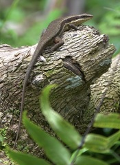 Eutropis lapulapu