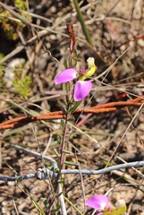 Polygala peduncularis