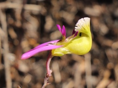 Polygala peduncularis