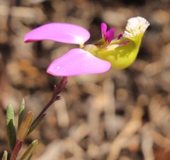 Polygala peduncularis
