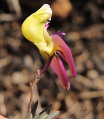 Polygala peduncularis
