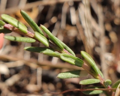 Polygala peduncularis