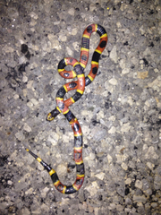 Micrurus tener tener