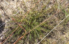 Polygala peduncularis