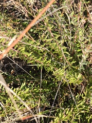 Polygala peduncularis