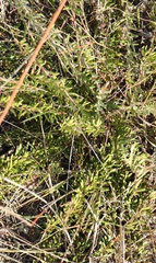 Polygala peduncularis