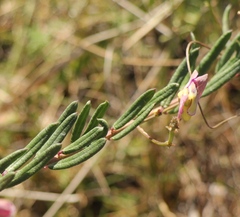 Polygala peduncularis