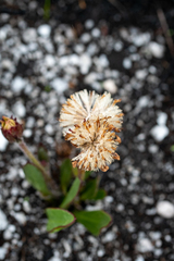 Mairia coriacea