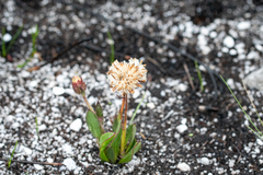 Mairia coriacea
