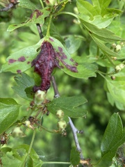Dysaphis crataegi