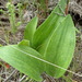 Eriospermum dielsianum - Photo (c) Nicola van Berkel, some rights reserved (CC BY-SA), uploaded by Nicola van Berkel