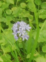 Hyacinthoides italica