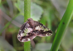 Ricanoptera fenestrata