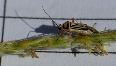 Stenotus transvaalensis