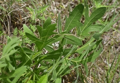 Silphium albiflorum