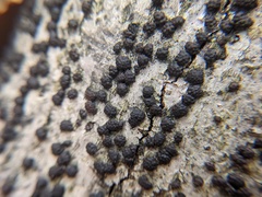 Jackrogersella cohaerens