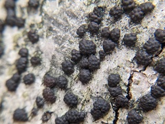 Jackrogersella cohaerens