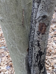 Jackrogersella cohaerens