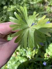 Eranthis