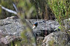 Malurus assimilis assimilis