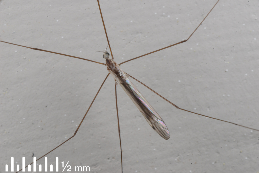 Dicranomyia aegrotans