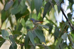 Pardalotus punctatus punctatus