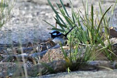 Malurus cyaneus cyanochlamys