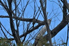 Caligavis chrysops chrysops