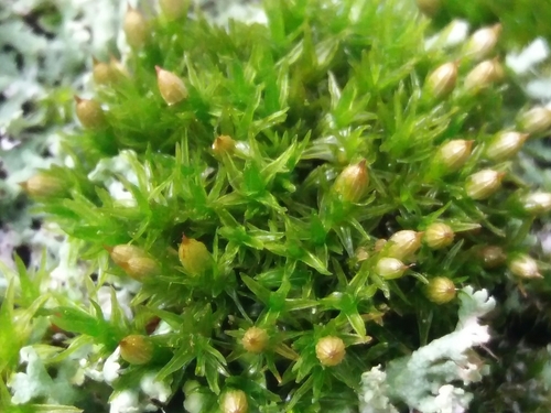 bochník bledý (Orthotrichum pallens)