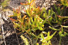Carpobrotus muirii