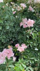 Magnoliopsida