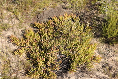 Carpobrotus muirii