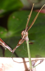 Hemiempusa capensis