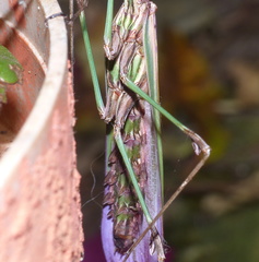 Hemiempusa capensis