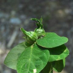 Dasineura meibomiae