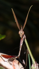 Hemiempusa capensis