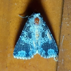 Condica cupentia