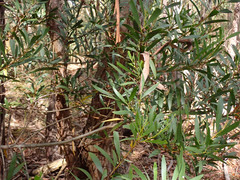 Acacia longifolia longifolia