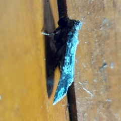 Condica cupentia