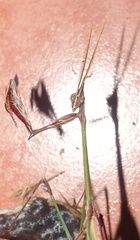 Hemiempusa capensis
