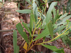 Acacia longifolia longifolia