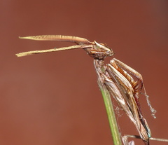 Hemiempusa capensis