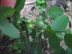 Dasineura meibomiae