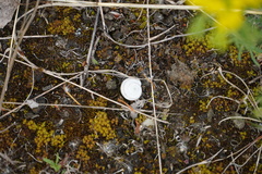 Xerolenta obvia