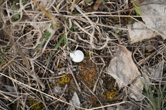 Xerolenta obvia